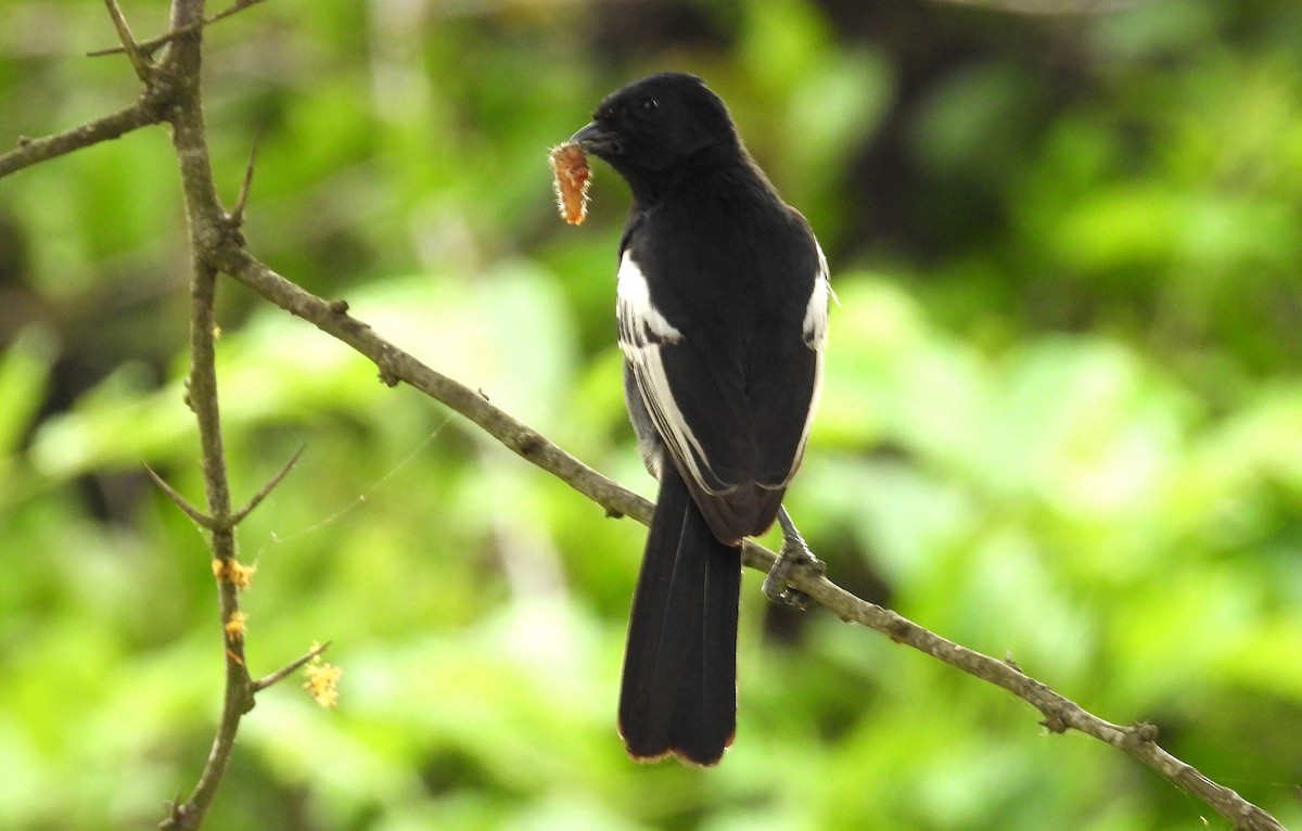 Southern Black-Tit - ML628086953