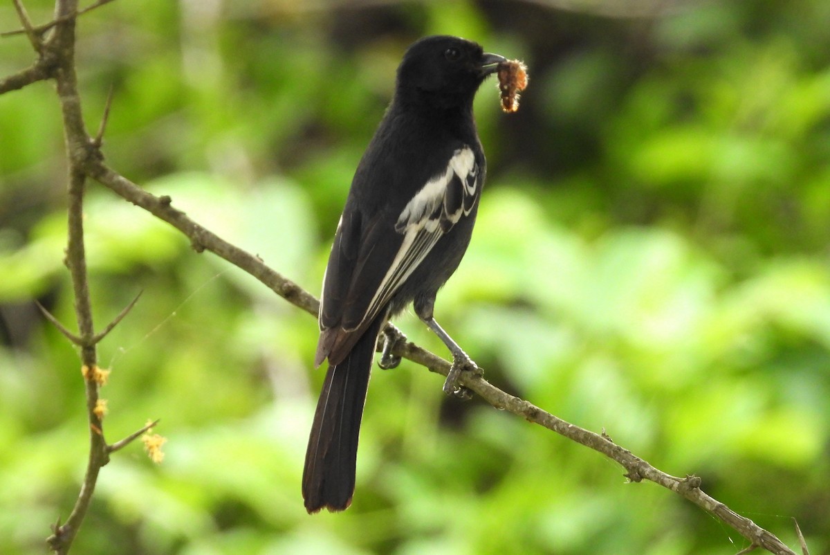 Southern Black-Tit - ML628086960