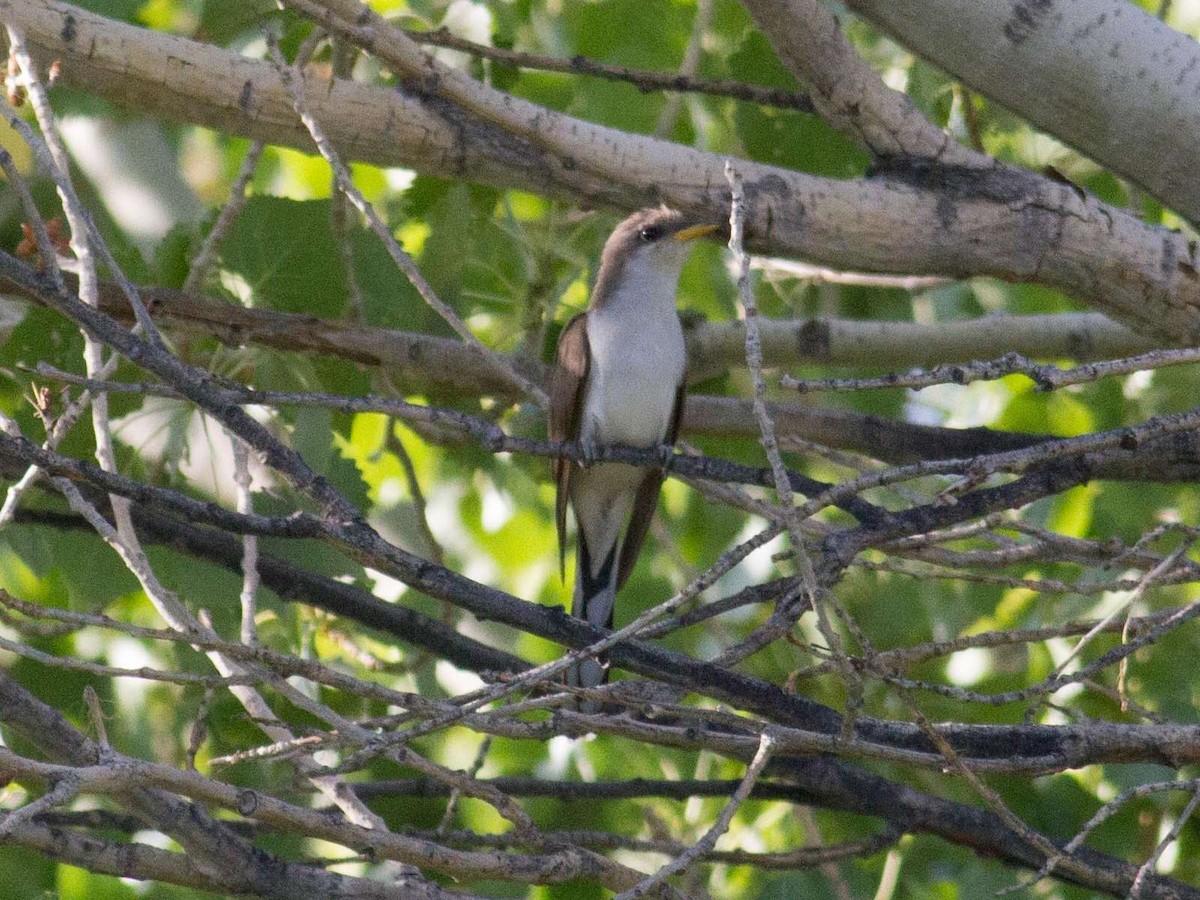 Yellow-billed Cuckoo - ML62808701