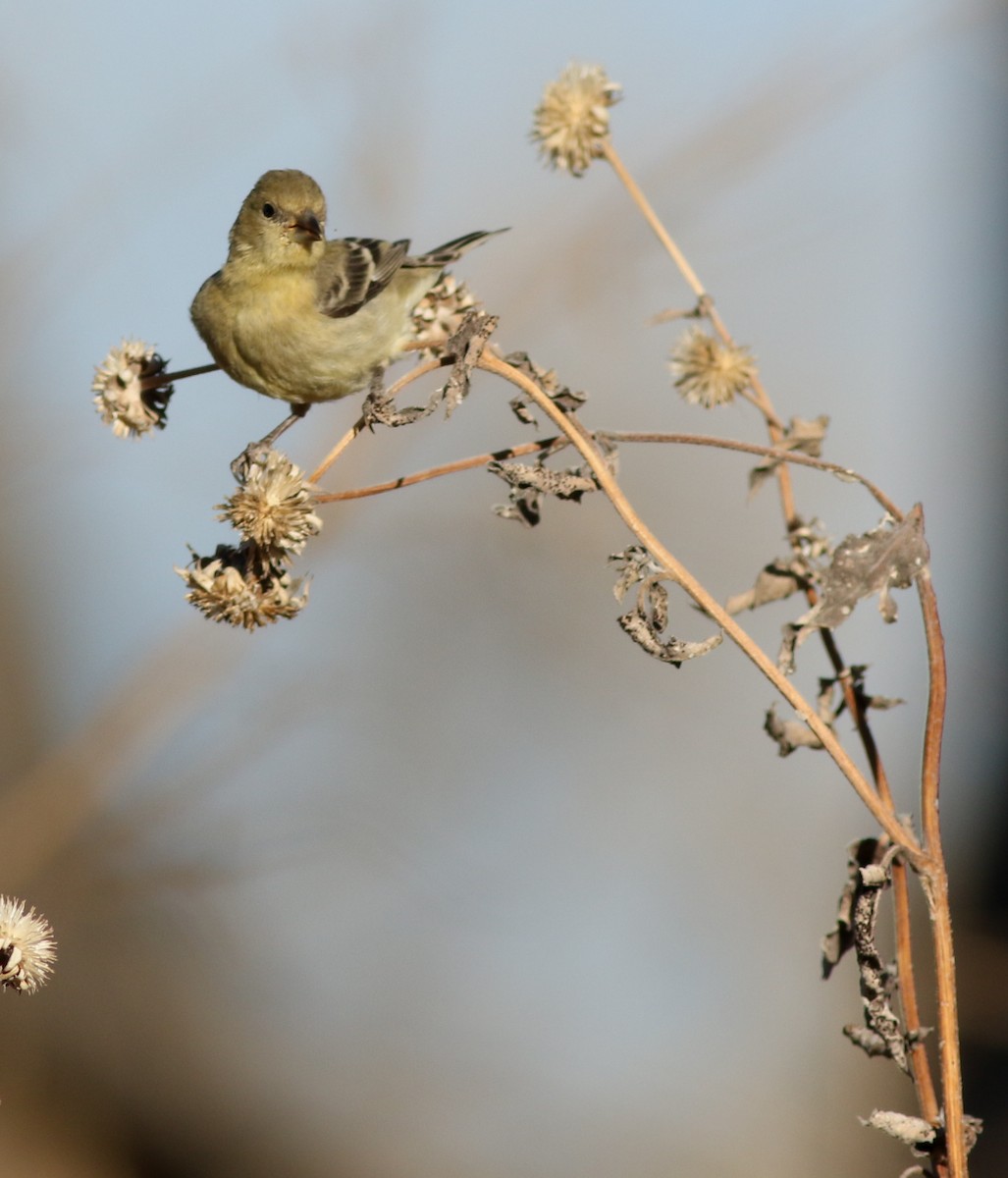 Lesser Goldfinch - ML628087029