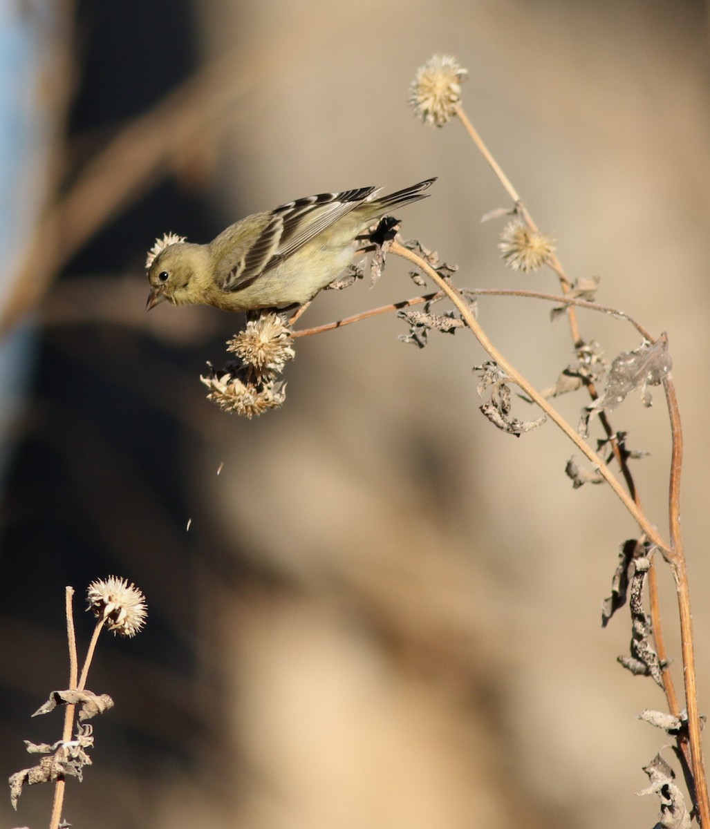 Lesser Goldfinch - ML628087030