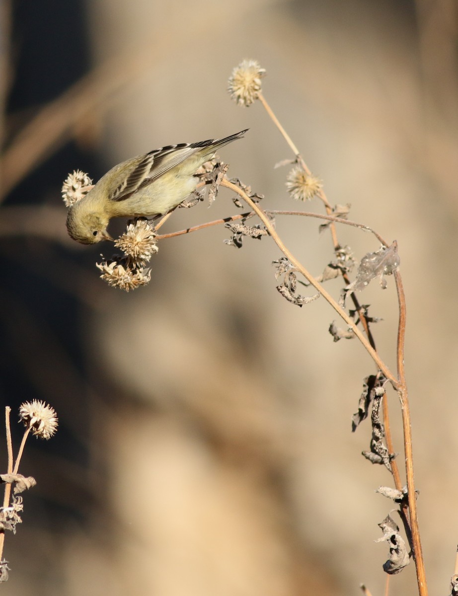 Lesser Goldfinch - ML628087031