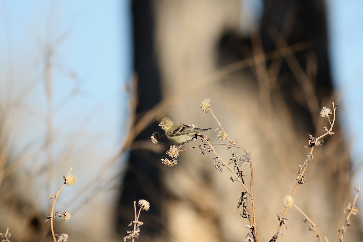 Lesser Goldfinch - ML628087032