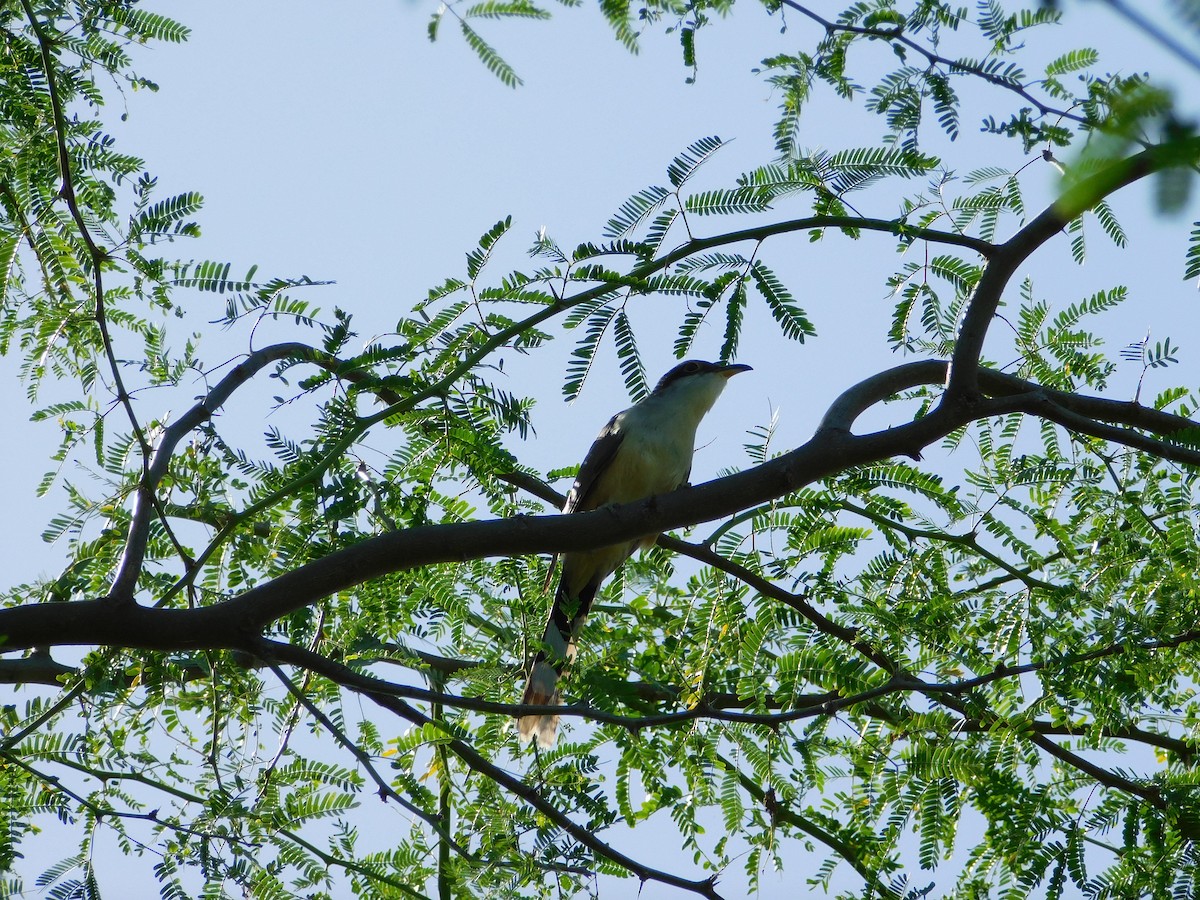 Mangrove Cuckoo - ML628087055