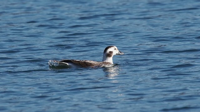 Long-tailed Duck - ML628087131