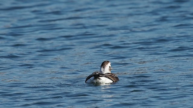 Long-tailed Duck - ML628087141