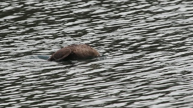 King Eider - ML628087147