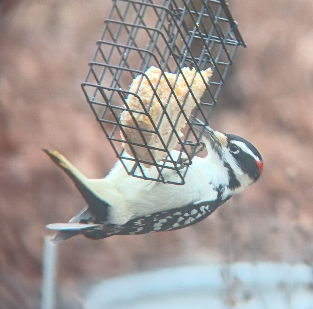 Hairy Woodpecker - ML628087166