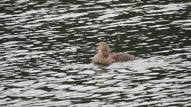 King Eider - ML628087197