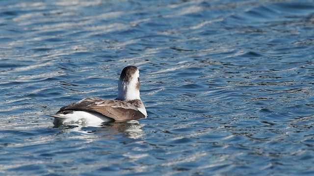 Long-tailed Duck - ML628087199