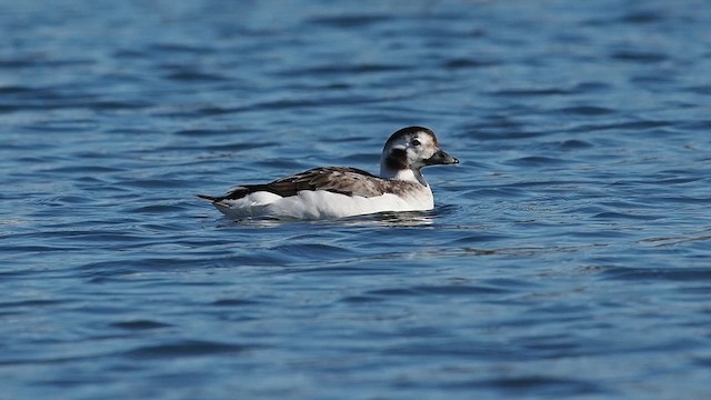 Long-tailed Duck - ML628087209