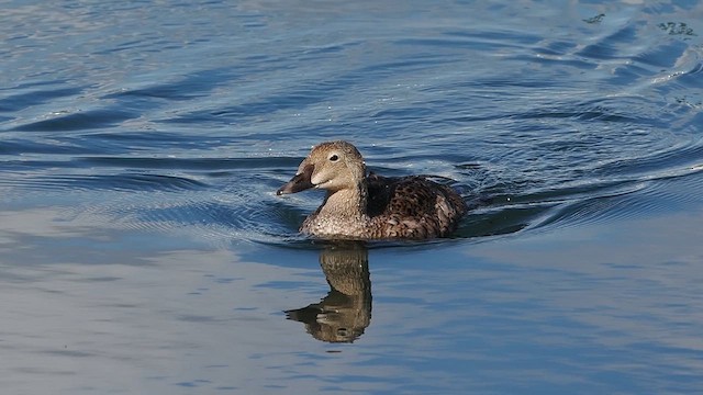 King Eider - ML628087225