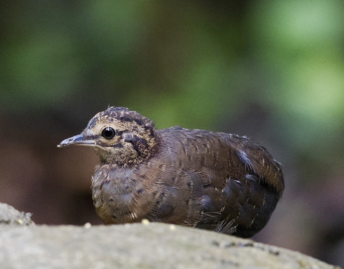 Little Tinamou - ML628087242