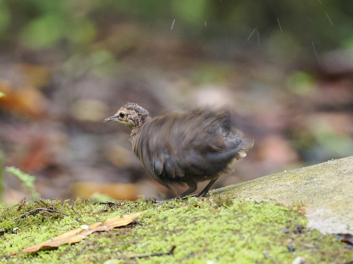 Little Tinamou - ML628087243