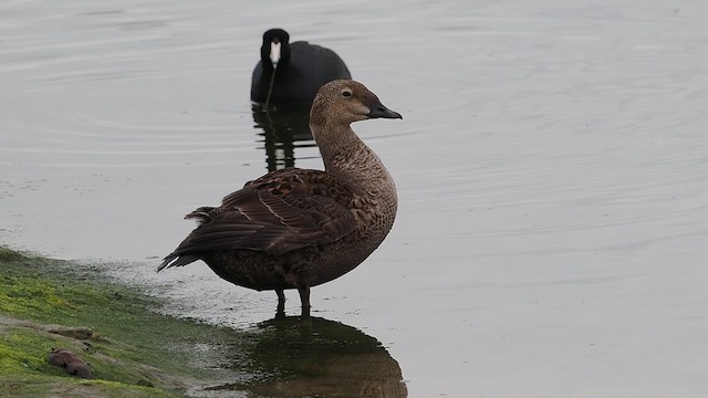 King Eider - ML628087256