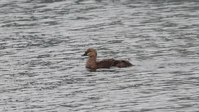 King Eider - ML628087257