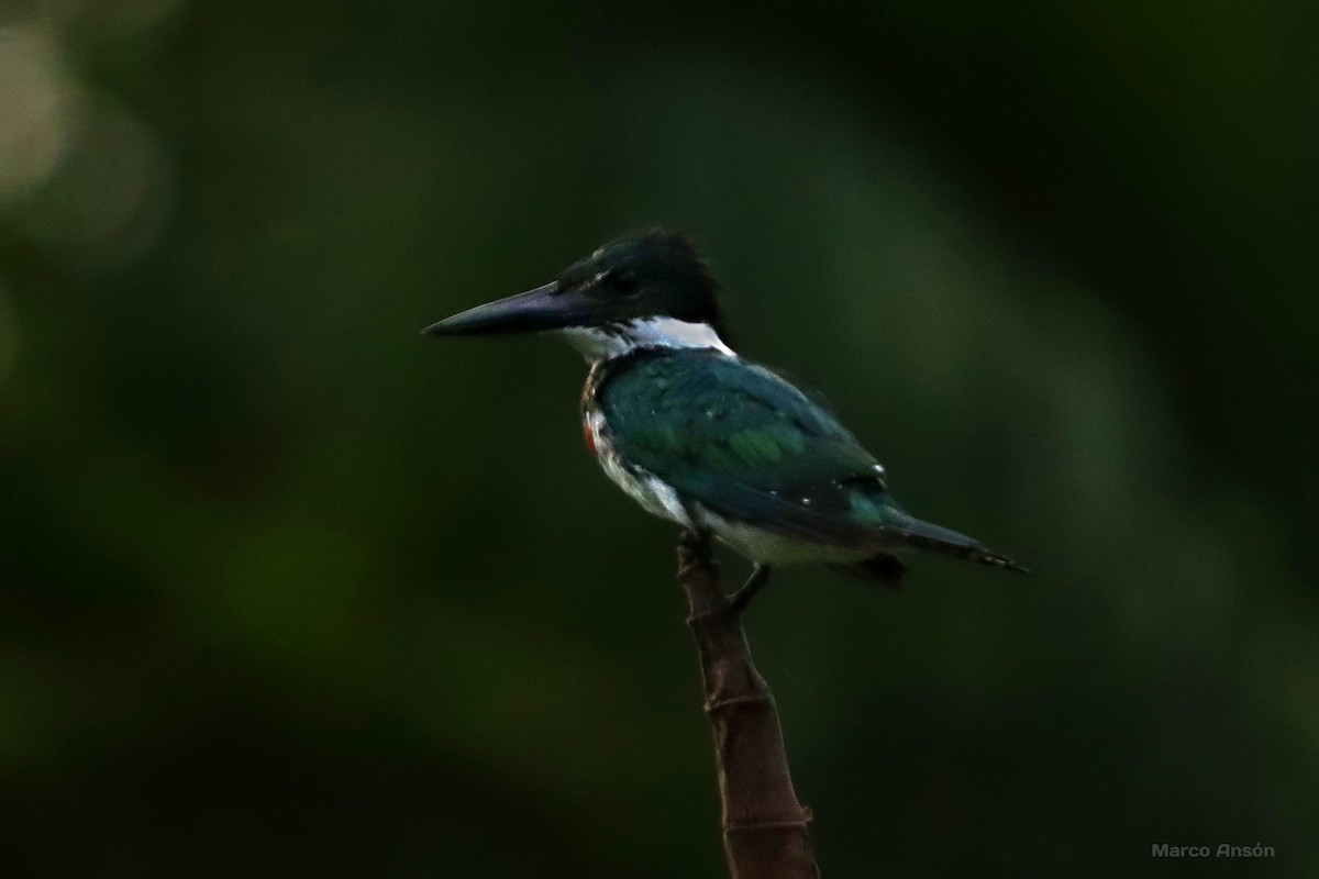 Amazon Kingfisher - ML628087276