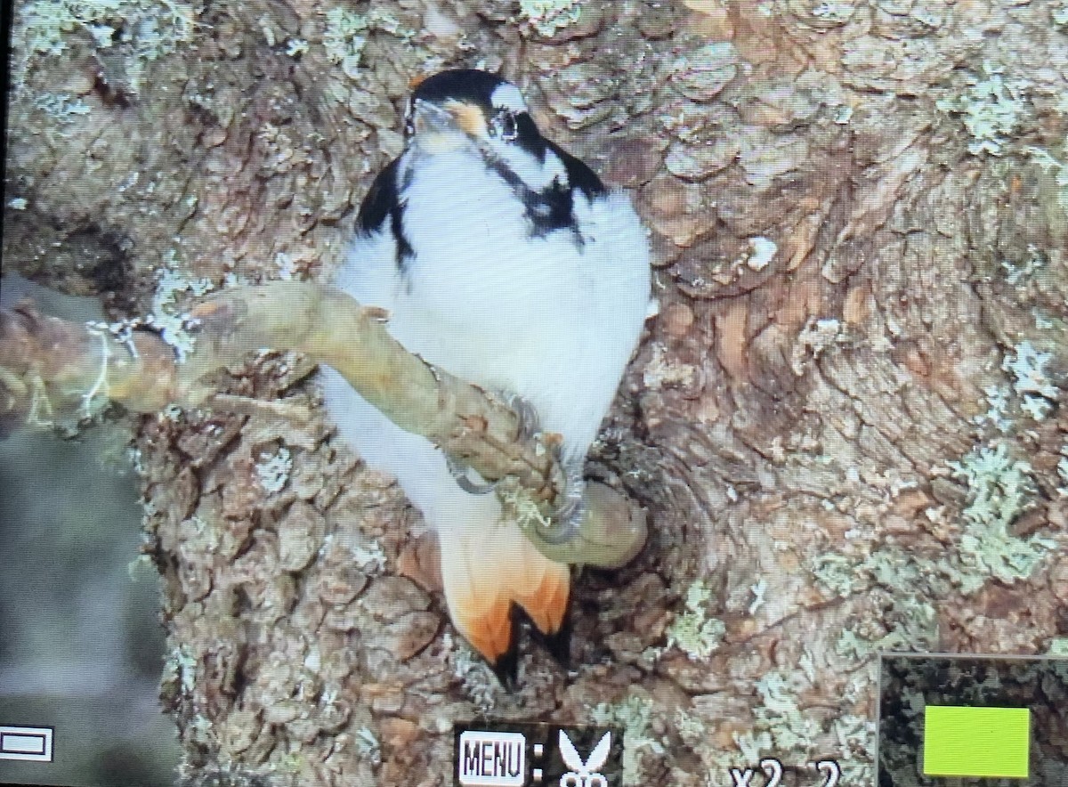 Hairy Woodpecker (Eastern) - ML628087296