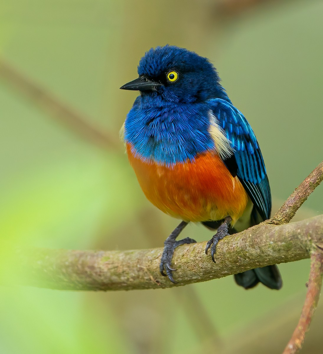 Scarlet-breasted Dacnis - ML628087301