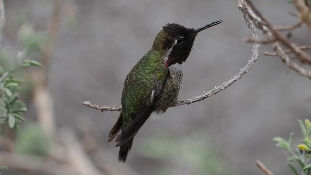 Anna's Hummingbird - ML628087313