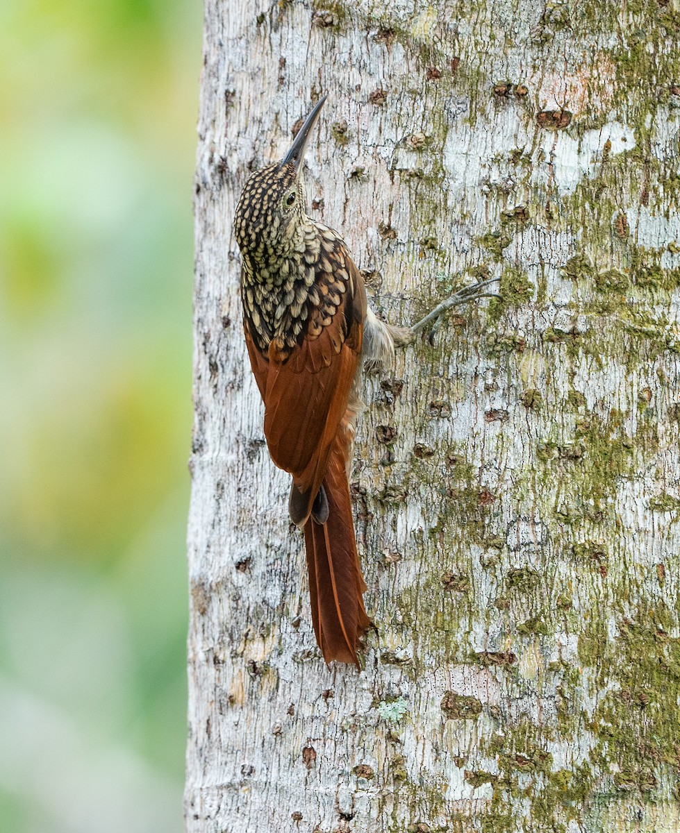 Black-striped Woodcreeper - ML628087324