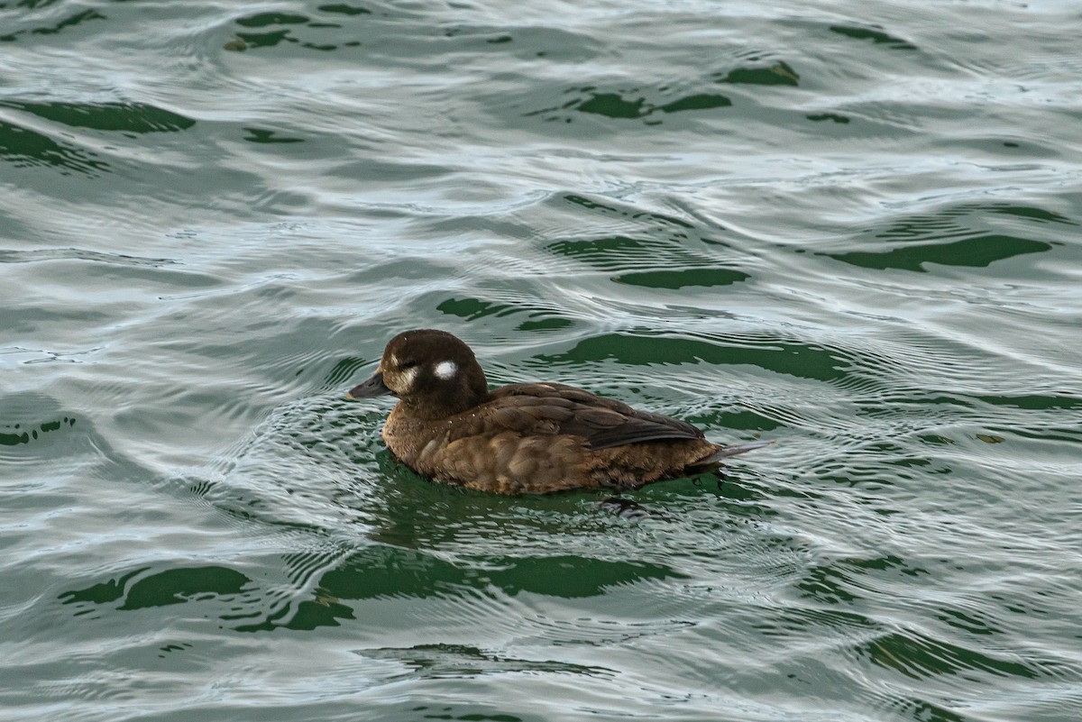 Pato Arlequín - ML628087357