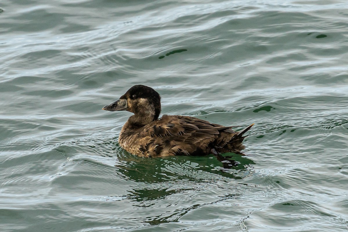 Surf Scoter - ML628087359