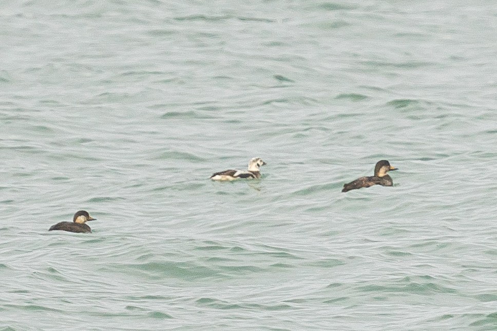 Long-tailed Duck - ML628087362