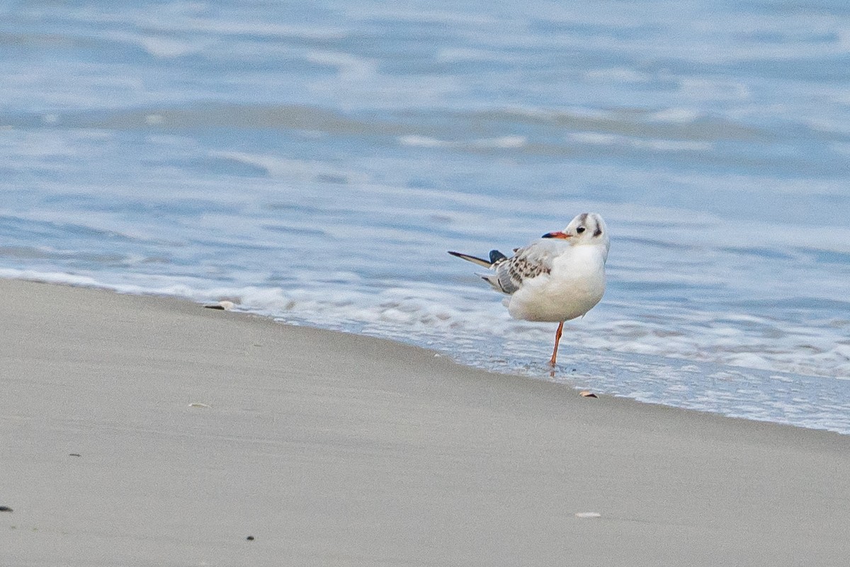 Gaviota Reidora - ML628087364