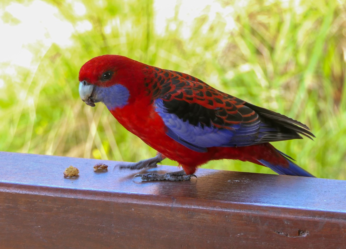 Crimson Rosella - ML628087366