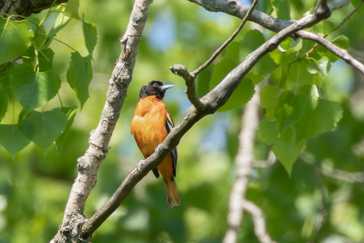 Baltimore Oriole - ML628087380