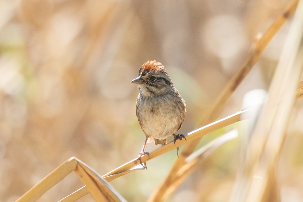 Swamp Sparrow - ML628087393