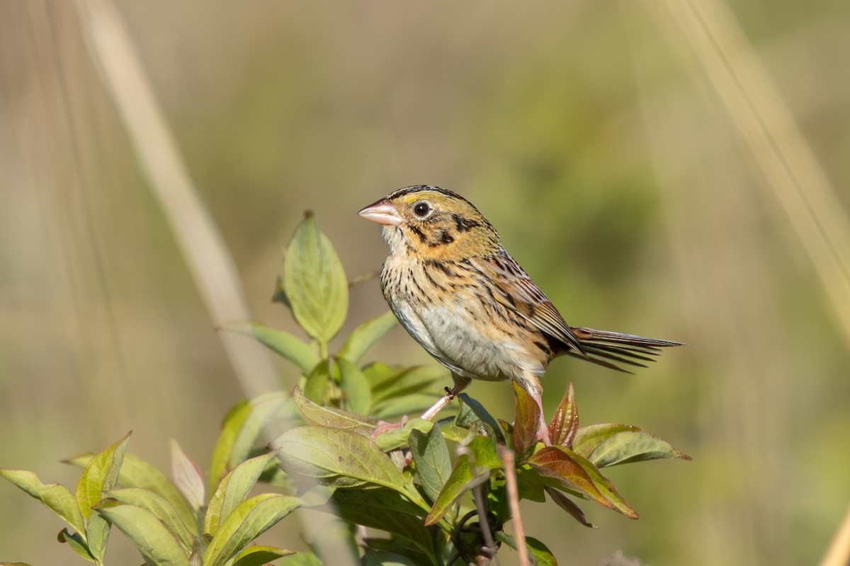 Henslow's Sparrow - ML628087399