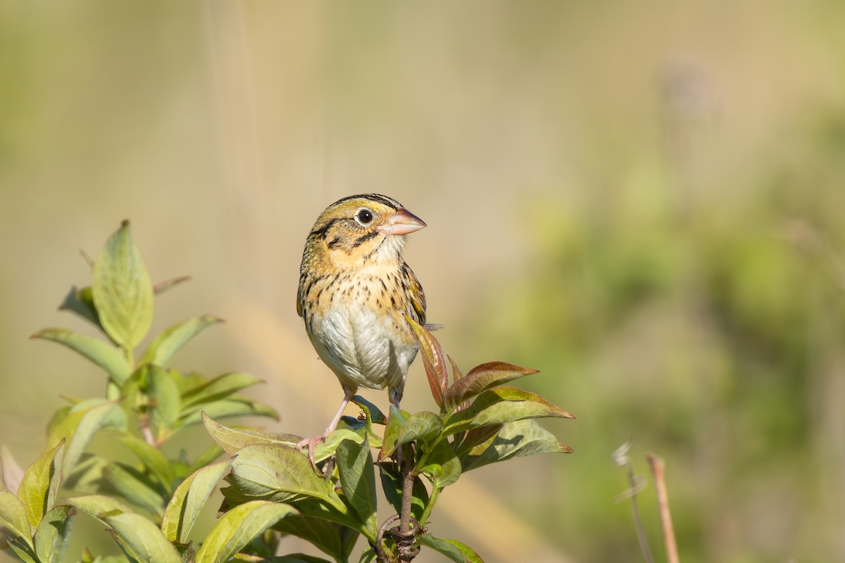 Henslow's Sparrow - ML628087400