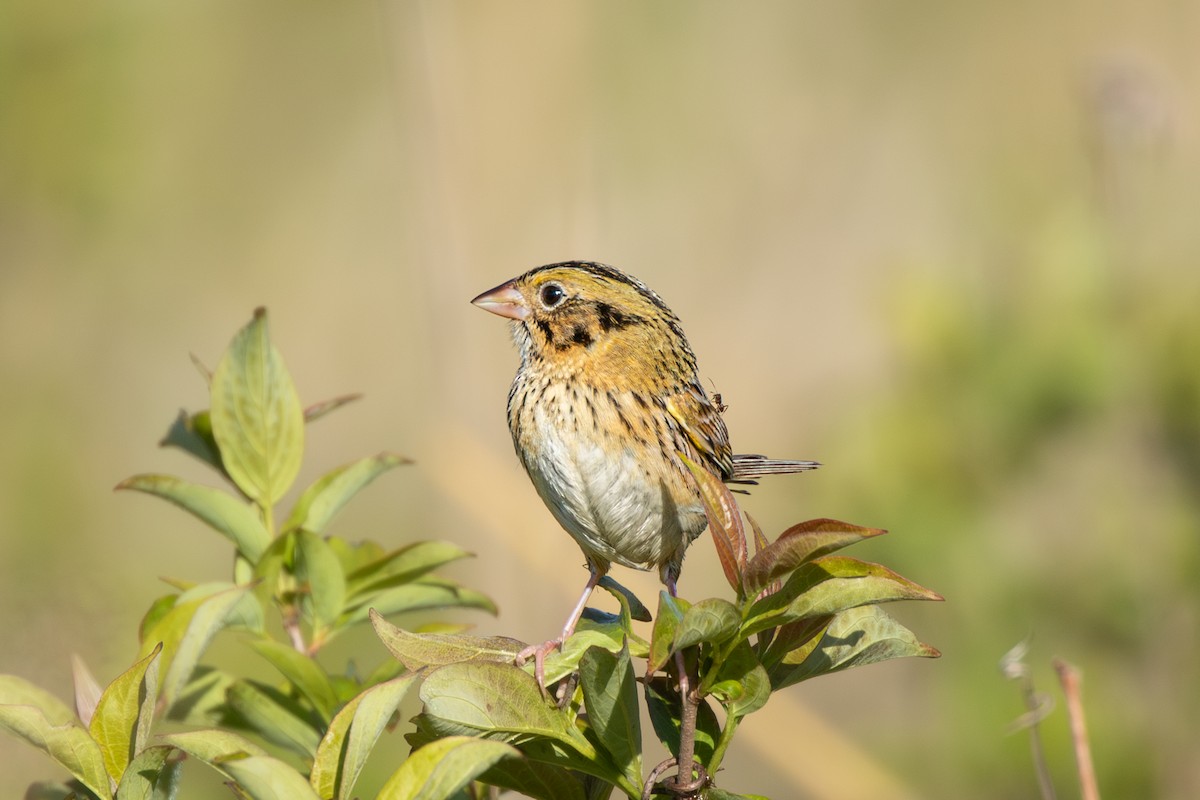 Henslow's Sparrow - ML628087401