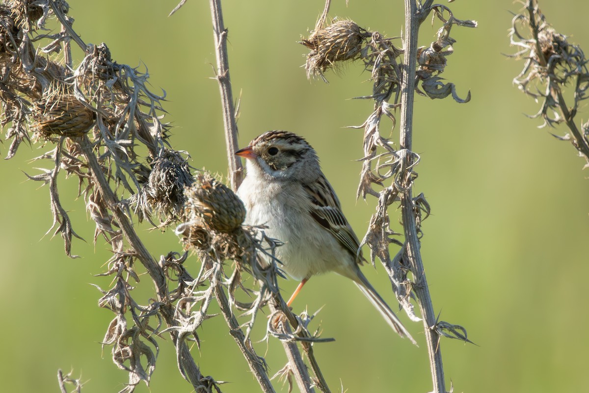 Clay-colored Sparrow - ML628087414