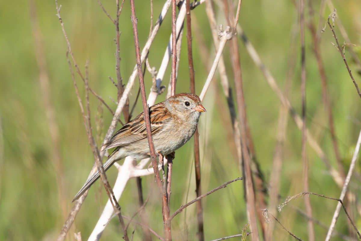 Field Sparrow - ML628087418