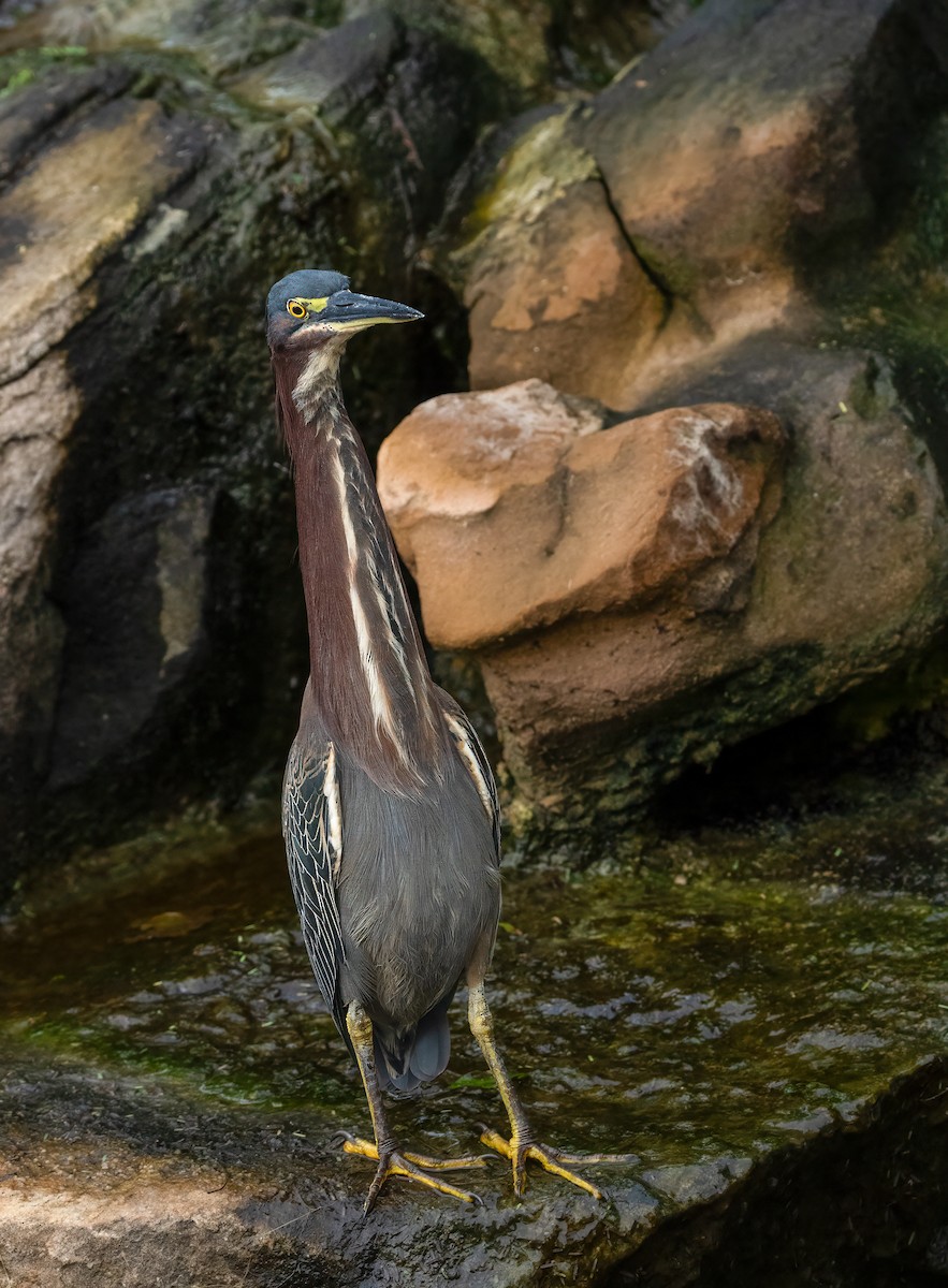 Green Heron - ML628087419