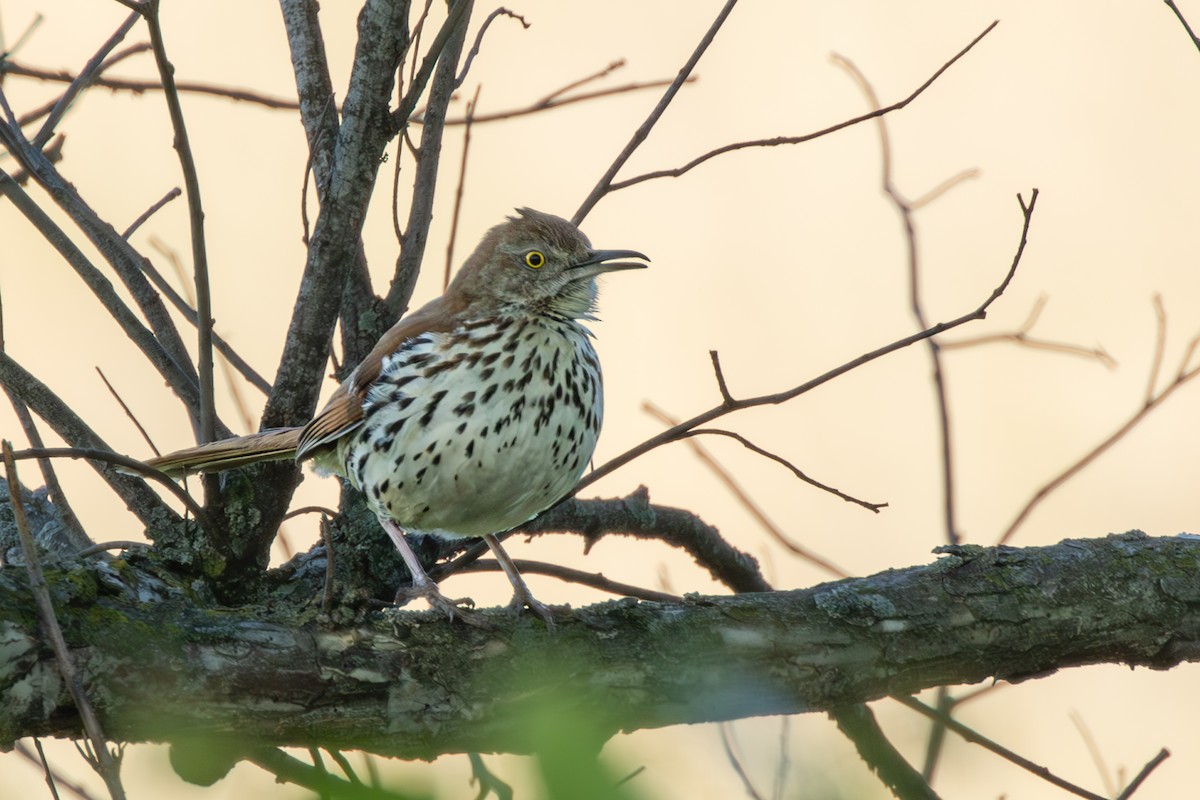 Brown Thrasher - ML628087427