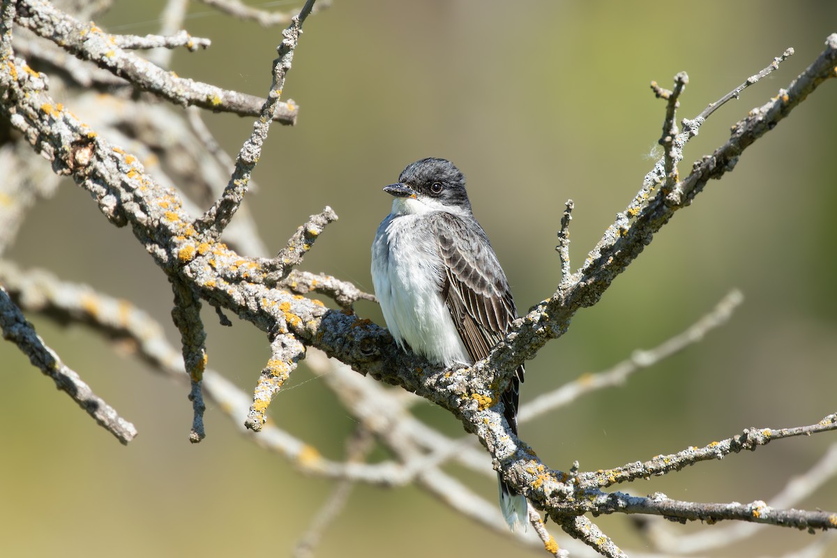 Eastern Kingbird - ML628087445