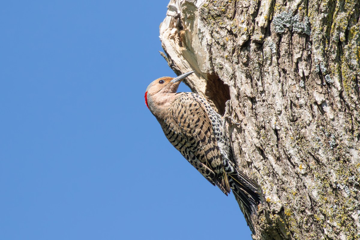 Northern Flicker - ML628087448