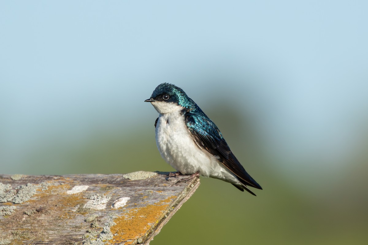 Tree Swallow - ML628087451