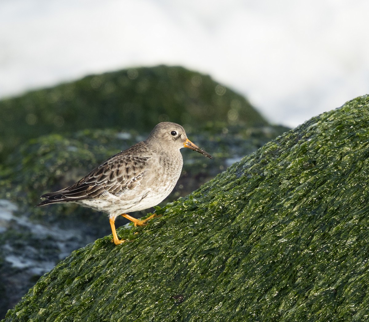 Purple Sandpiper - ML628087476