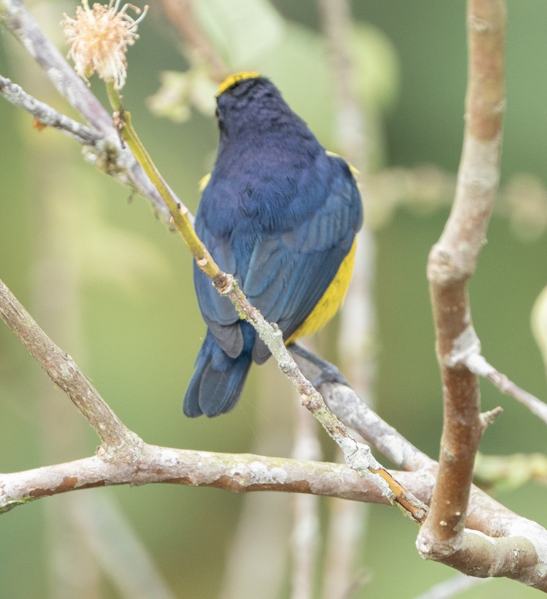 Fulvous-vented Euphonia - ML628087547