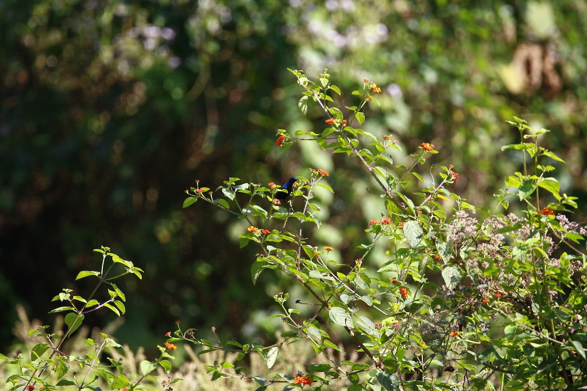 Purple Sunbird - ML628087550