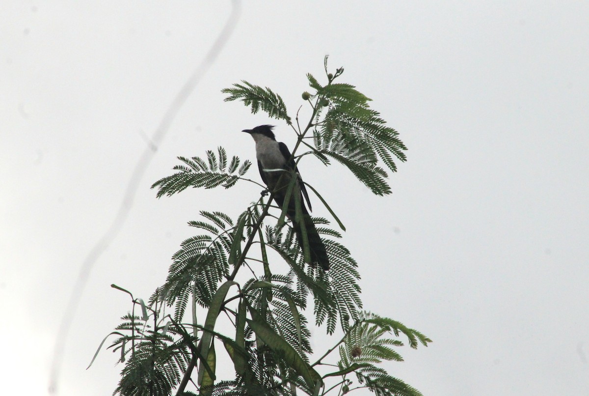 Pied Cuckoo - ML628087566