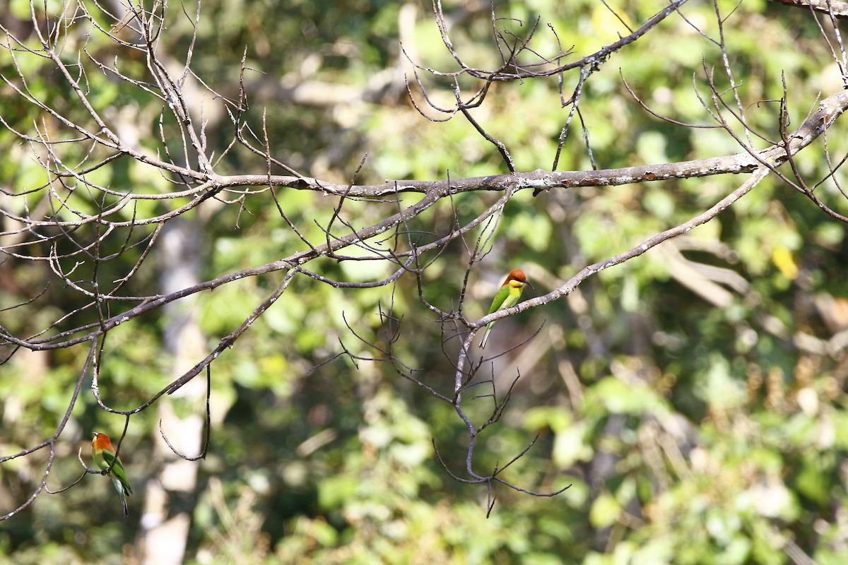 Chestnut-headed Bee-eater - ML628087568