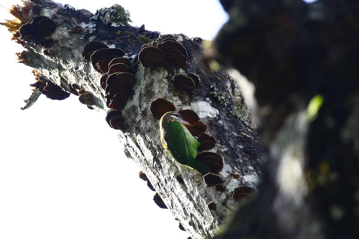 White-cheeked Barbet - ML628087583