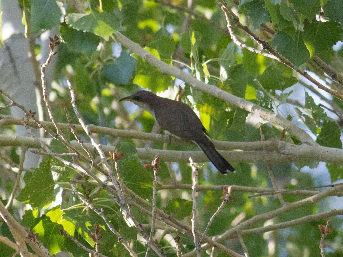 Yellow-billed Cuckoo - ML62808761