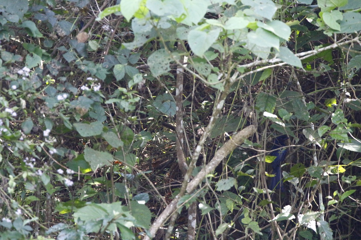 Greater Racket-tailed Drongo - ML628087628